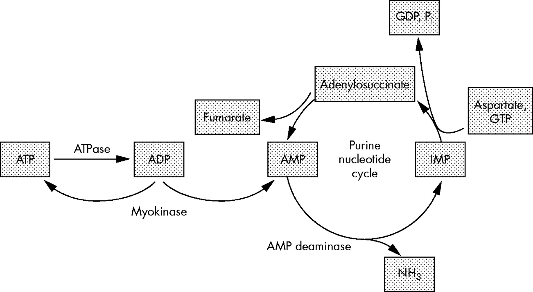 l carnitine fumarate amp deaminase deficiency C34T mutation of the AMPD1 gene in an elite white runner